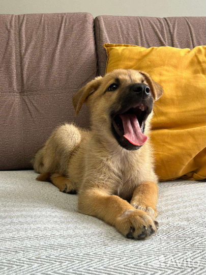 Щеночек в добрые руки