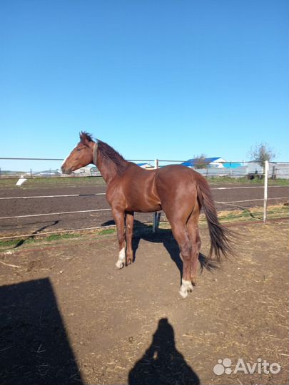 Продам жеребца
