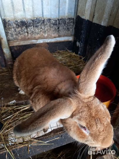 Кролик самец