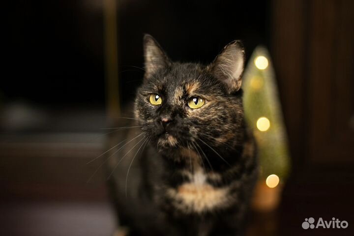 Невероятная Амалия ищет дом