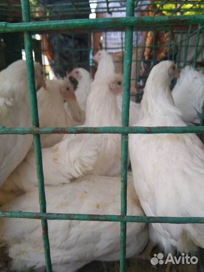 Продаются куры молодки