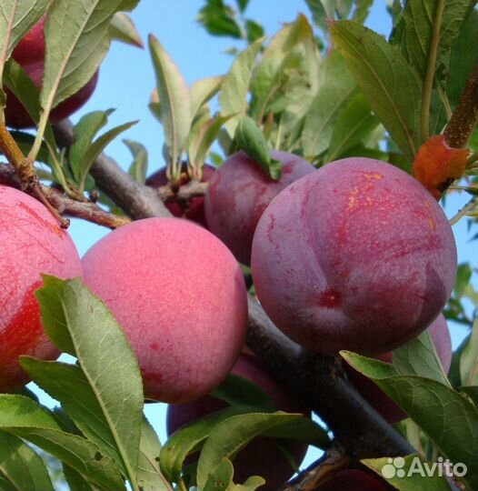 Саженцы сливы Оцарк Премьер