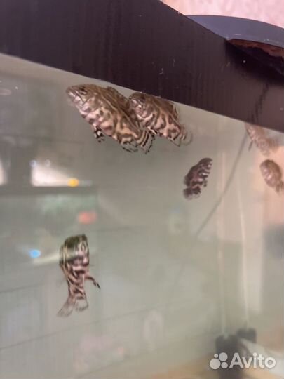 Рыба астранотус