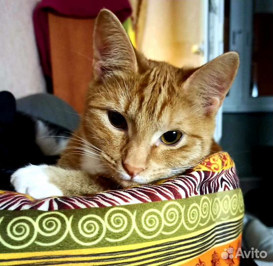 Молодая семейная пара возьмёт ипотеку