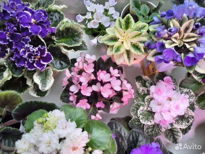 Фиалки детки