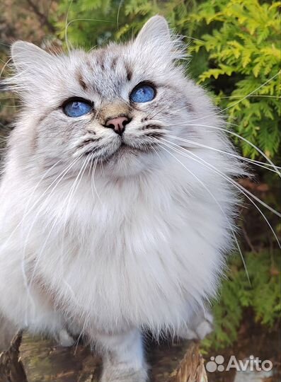 В добрые руки