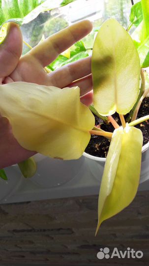 Филодендроны