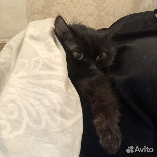 Кошка в добрые руки