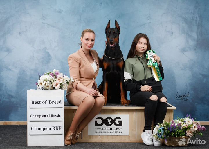 Подготовка собак к выставкам, показ собак,хендлер