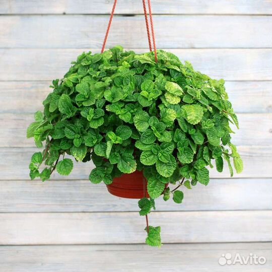 Цветок пелея монетелистная