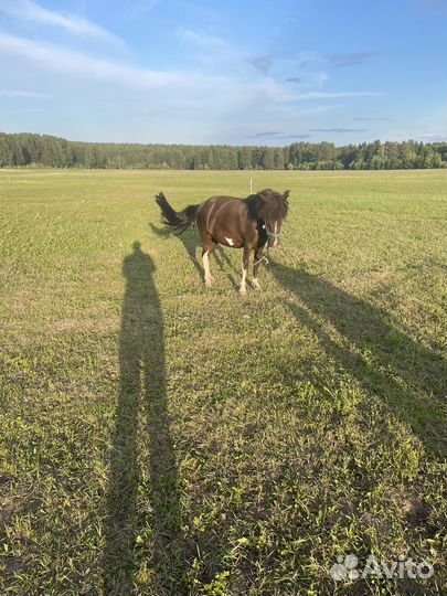 Пони с жеребенком