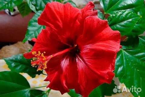 Гибискус китайская роза