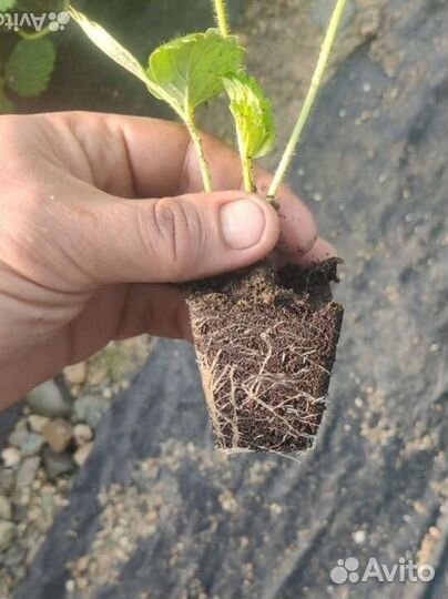 Рассада клубники Азия +,Альба, Мурано-ремонтант