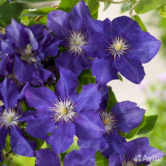 Клематис Рапсодия (Rhapsody)