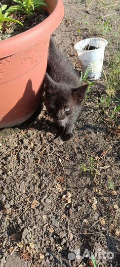 Котята в добрые руки 1 месяц