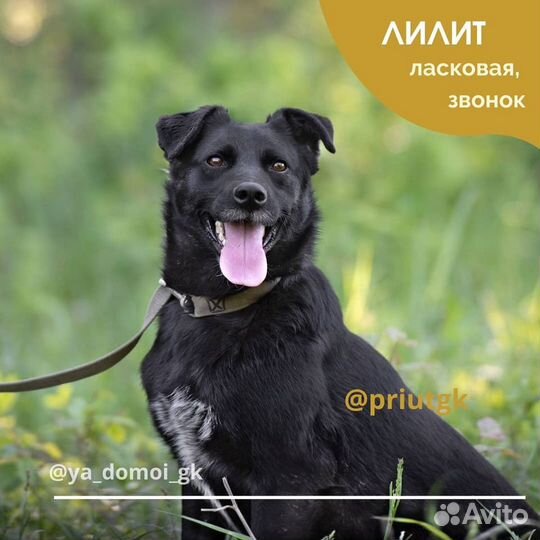 Лилит, 2 года, стерилизована
