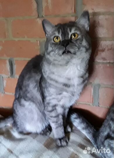 Британский котик