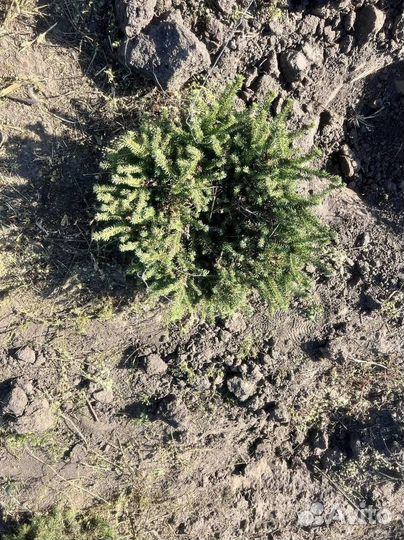 Туя Смарагд с бесплатной доставкой