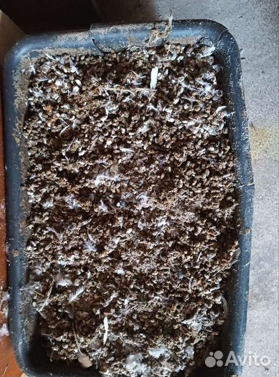 Перепелиный помёт бесплатно самовывоз