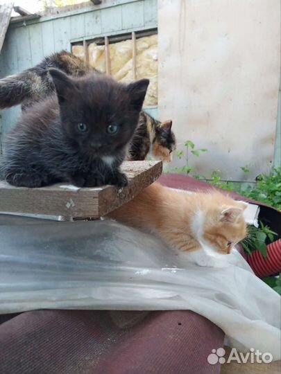 Котята в добрые руки