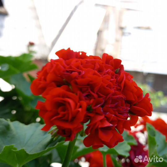 Герань сортовая