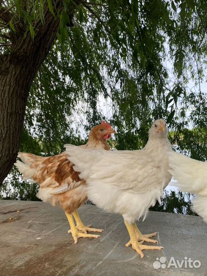 Куры несушки без обмана Молодые