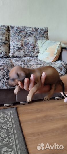 Кроличья такса