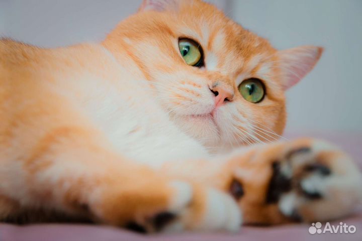 Британский кот вязка