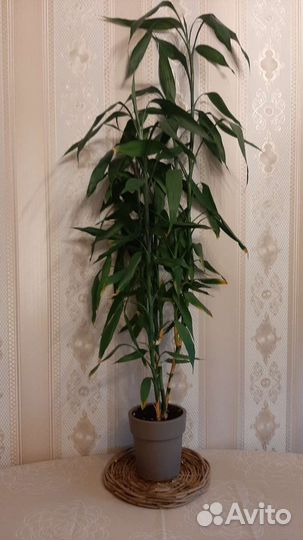 Драцена бамбук