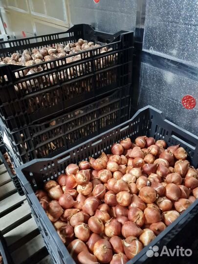 Луковицы тюльпанов оптом