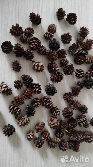 Шишки маленькие лиственница для рукоделия иподелок