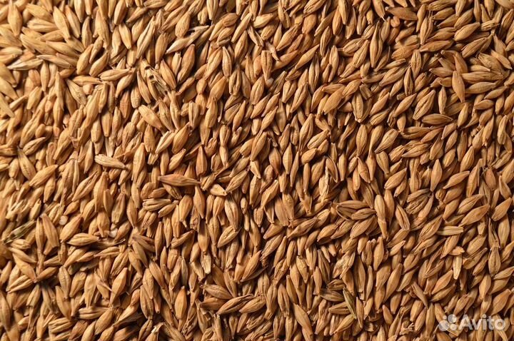 Ячмень фуражный