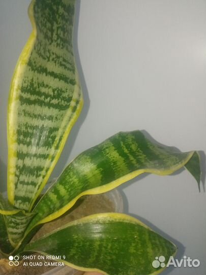 Кактусы, флоририумы, сансевиерия, толстянка