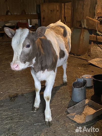 Корова с теленком, телочки