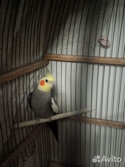 Попугай корелла мальчик