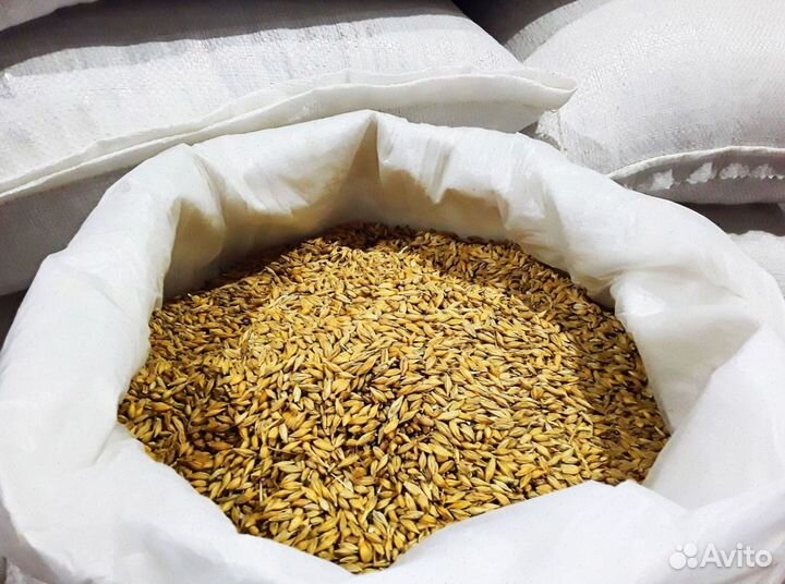 Пшеница ячмень