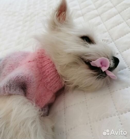 Одежда для щенков мелких пород