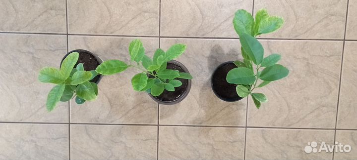 Лимонное дерево привитое