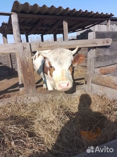 Бык на племя