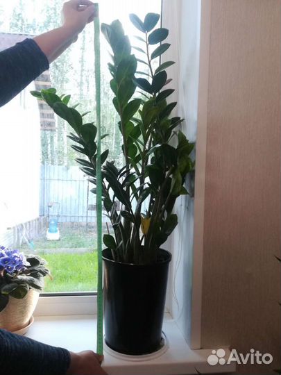 Замиокулькас