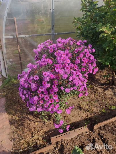 Многолетники садовые