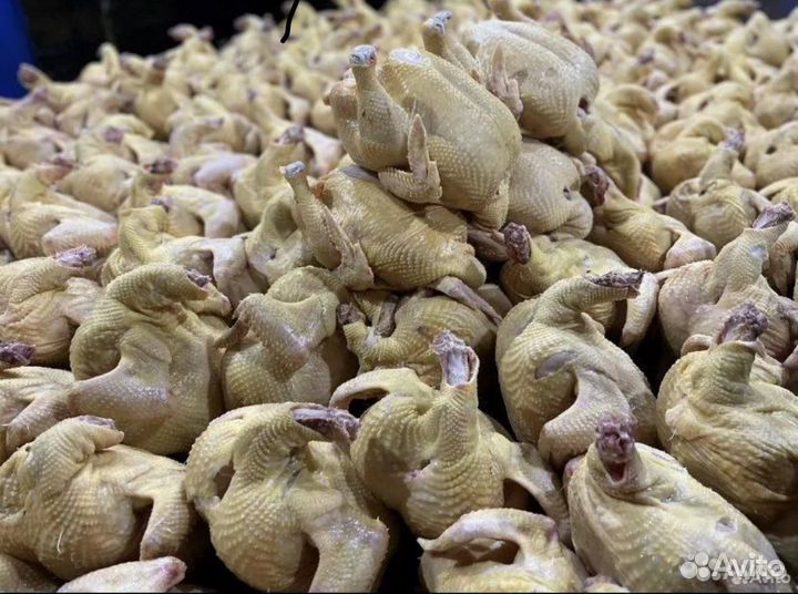 Домашний бройлер,Куры от производителя