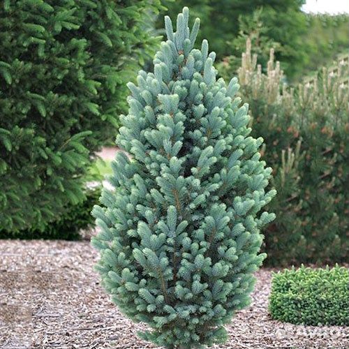 Ель голубая 'Iseli Fastigiata'