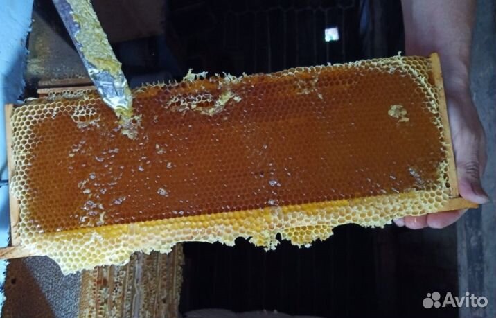 2023 года Мед Алтайский оптом