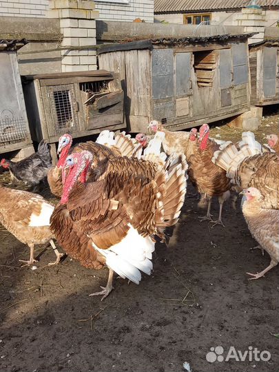 Индюки домашние