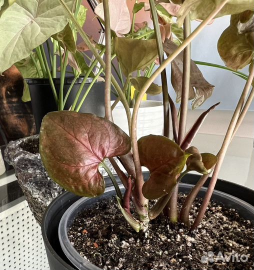 Сингониум Brocant