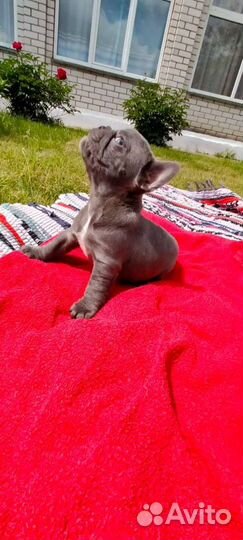 Щенки голубого французского бульдога