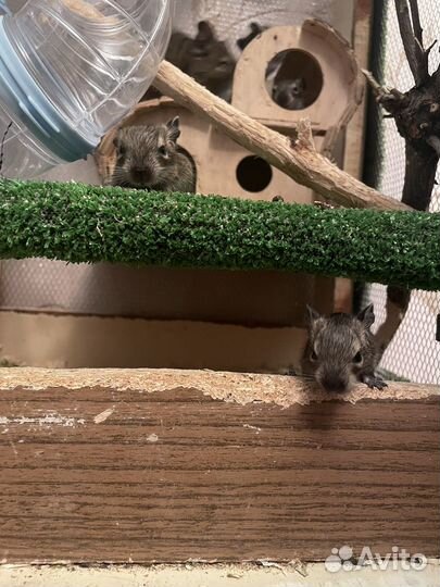 Чилийская белка дегу