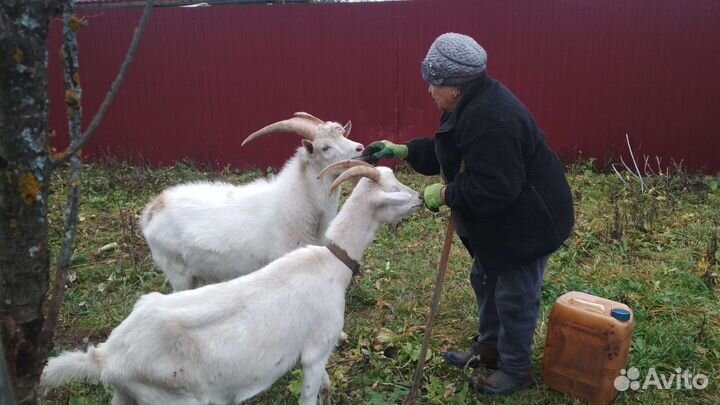 Козочка и козёл