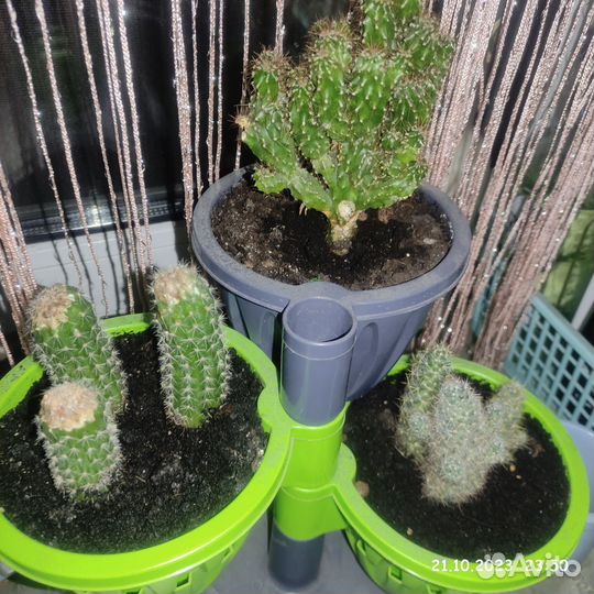 Кактус, алоэ, денежное дерево вместе с горшками